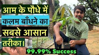 आम के पौधे में कलम बांधने का सबसे आसान और सही तरीका! #indian_nursery_tips