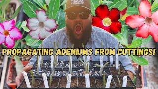 EASY DIY DESERT ROSE PROPAGATIONS! | Adenium obesum Propagations from Cuttings!