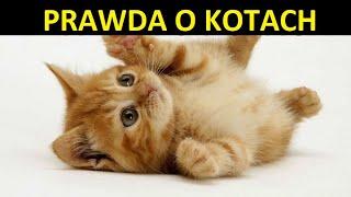 DOMESTIC CATS - CURIOSITIES