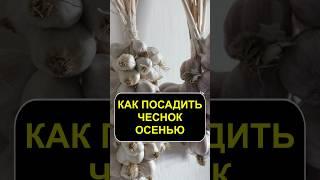 КАК посадить чеснок осенью #сад #огород #садоводство #урожай