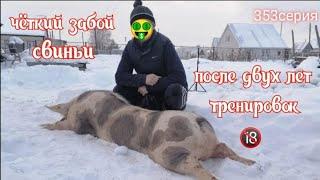 Чёткий забой свиньи  после двух лет тренировок 