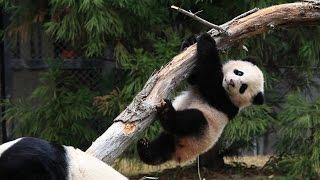 Why Do Pandas Climb Trees?