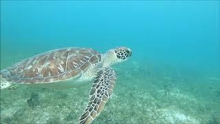 Antigua snorkeling