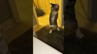 Кот испугался воды #Tik Tok #Shorts #Тик Ток #ПриколКоты #Catstiktok