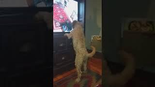 Dog Gone Wild for Tv Puppies