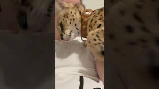 Serval Cat shows Love #serval #cat #kitten #africancat #shorts