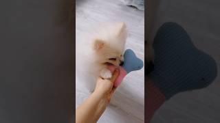 Игрушка для Пипы  #doglover #dog #dogshorts #puppy #pomeranianlove #animals #funnydogs #cuteanimals