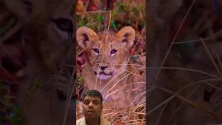 lion cubs #youtubeshorts #animals #lion #wildlife #safari #nature #babylion #exploreranimal