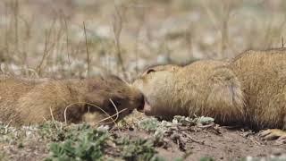 PRAIRIE DOG MANOR