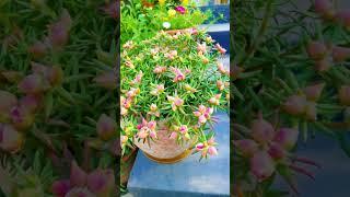 wow amazing portulaca flower bud too much #garden #floweringplant #handmadeplanter #gardenflower