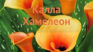 Калла обыкновенная Хамелеон (calla cameleon)  Хамелеон обзор: как сажать, луковицы каллы Хамелеон