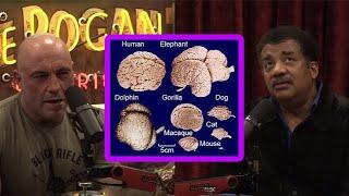 Joe Rogan & Neil deGrasse Tyson: Smartness of Animals Compared To Brain Size!?!