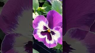 Большое разнообразие анютиных глазок в Нидерландах #видыорхидей#orchidea#фиалка#фаленопсис#биглип