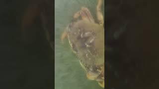 BULLSEYE - Crab Snare Lands on Dungeness Crab! Underwater Crab Snare Footage