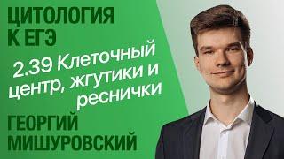 2.39. Микротрубочки, клеточный центр, жгутики и реснички | Цитология к ЕГЭ | Георгий Мишуровский