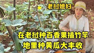 在老撾套種百香果插竹竿，地裡種的黃瓜大豐收，滿滿的成就感！