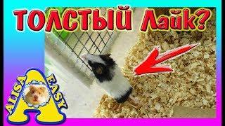 Почему? ЛАЙК ТОЛСТЫЙ / ОЖИРЕНИЕ У  МЫШКИ /Японские мышки /Alisa Easy Pets