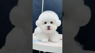 a Lethal Dose of Cuteness  #bichonfrise #cute #puppy