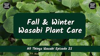 Fall & Winter Wasabi Plant Care