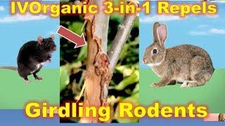 Repel RODENTS From GIRDLING TREES with IV Organic 3-in-1 Plant Guard