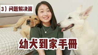 【幼犬到家手册】下 | 幼犬到家出现乱拉乱尿、乱叫、乱咬、护食怎么办？ | 科学养狗干货【养狗这件大事】第三期