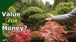 Why are bonsai so expensive?