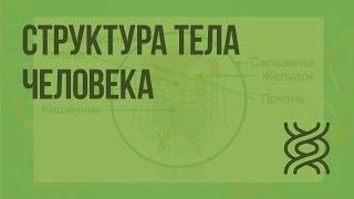 Структура тела человека. Видеоурок по биологии 8 класс