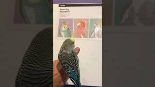 Budgie paint by number from @kmartaustralia ~ Customised to match Raisin 🩵
