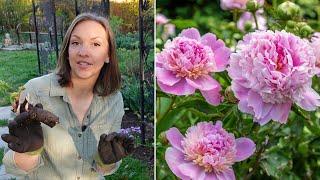 Peony Growing Guide!!! How to Plant, Grow, Harvest, Divide, & Transplant Peonies