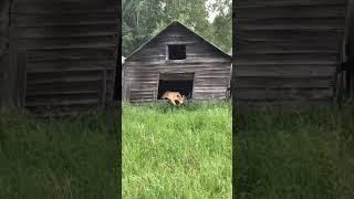 DEER LIVING IN A SHED?!