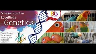 LoveBirds Genetic part 1 | Punnett Square | Phenotype & Genotype | Birds Galaxy |