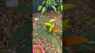 Nothing like a garden snack #gardening #gardentips  #harvest