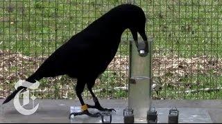 How Smart Are Crows? | ScienceTake | The New York Times