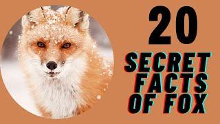 20 secret facts of fox|Mind Facts