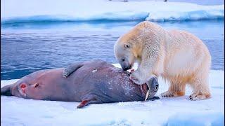 Walrus VS Polar Bear on Ice! - Blondi Foks