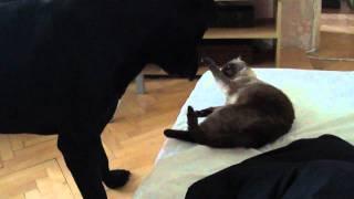 Akane the Cane Corso nose fighting with the cat