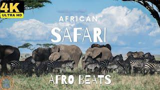 Relaxing Afro Beats with African Safari Animals