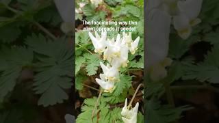 How Dutchmans Breeches spreads it seeds! Click lower right corner to learn the whole story!