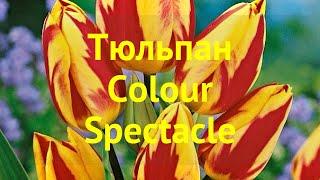 Тюльпан фостера Колоур Спектакль. Краткий обзор, описание характеристик tulipa Colour Spectacle