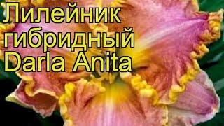 Лилейник гибридный Дарла Анита. Краткий обзор, описание характеристик hemerocallis Darla Anita