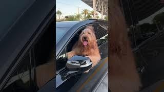 My dog honks the horn at me when he gets impatient! #goldendoodle #dogdad #funnydogs