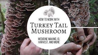 Turkey Tail Mushroom | Medicine Making, ID, Harvest, and More