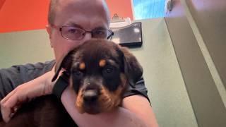 This Rottweiler puppy at Petland stole my heart