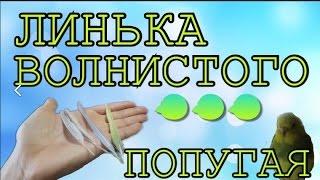 Линька у волнистого попугая. Тоша и Лайма сильно линяют. Что делать когда попугай линяет