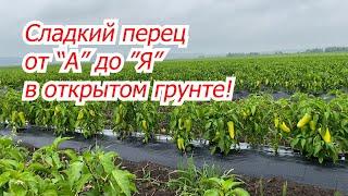 Выращивание сладкого перца на поле от А до Я! Сроки, схемы,  поливы, подкормки,и т.д.