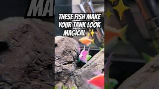 These Fish Make Your Tank Look MAGICAL 