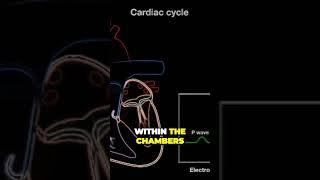 The Heart's Rhythm: A Journey of Contractions and Relaxation