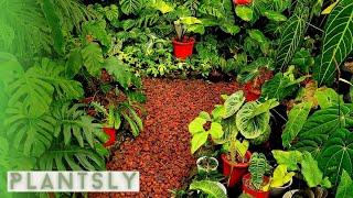 BEAUTIFUL TROPICAL GARDEN |  MODERN TROPICAL GARDEN IDEAS (Jungle like plants) part 4