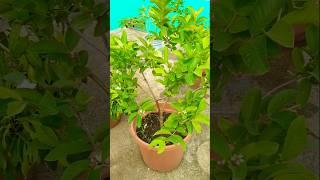 My Pink guava flowering after cutting   #fruit #song #garden