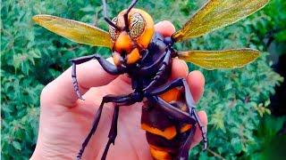 10 Most Dangerous Insects on Earth!